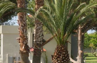 Heliotopos - Photo 40