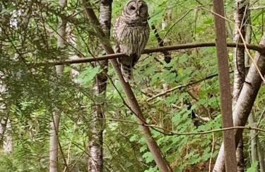 Treehouse Place at Deer Ridge Featured top 10 USA - Foto 33