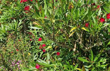 Gîte de Ségonac - Foto 10