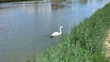 Dove Cottage is a Central, Riverside, Charming Victorian Cottage - Foto 4