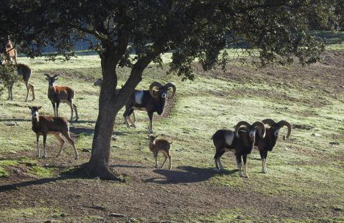 EL ENEBRILLO de Despeñaperros - Foto 45