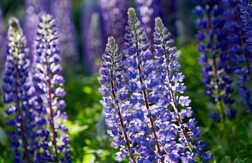 Heart of Superior Lake Cabin 15 Mi to Lutsen Mtn! - Foto 31