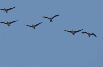 Gut-Rattelvitz-Galerie-D-hochwertig-Sauna-Kamin-eTankstelle-Spielscheune-15-000qm-Parkland - Photo 40