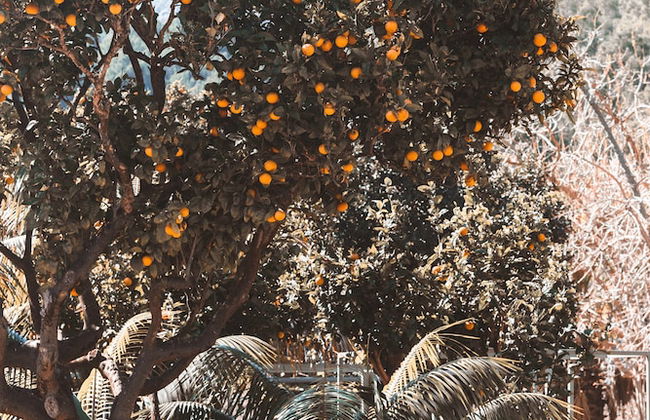 Hotel Finca Ca N'ai - Bio Nature Adults Only - Photo 53