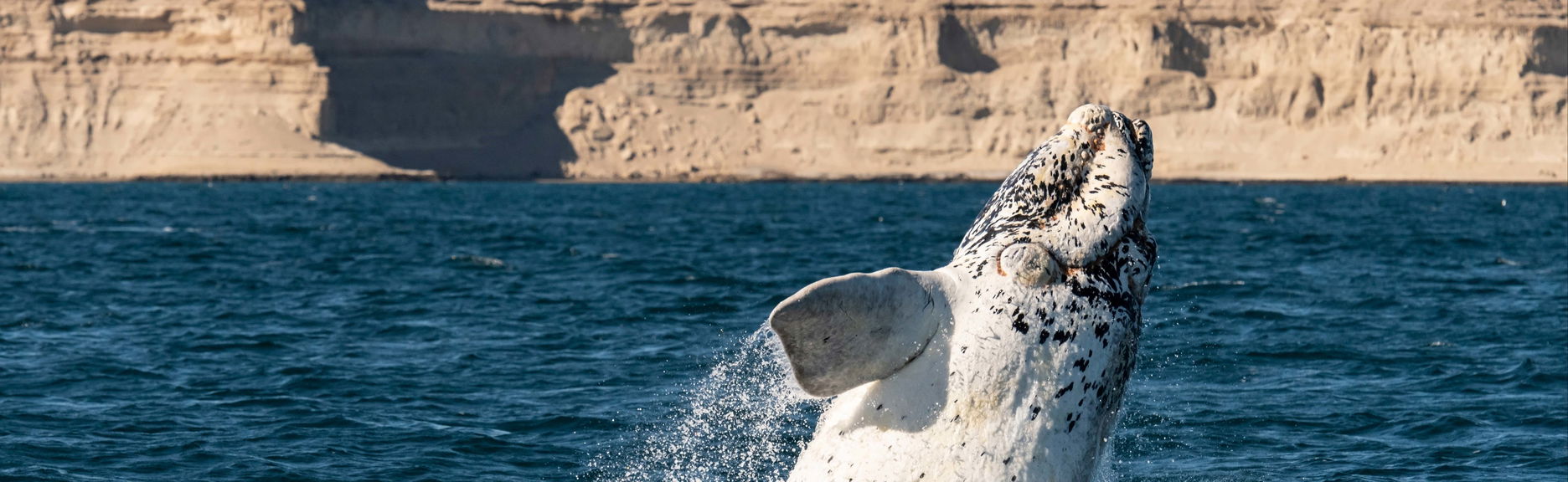 Excursão pelo sul da Península Valdés