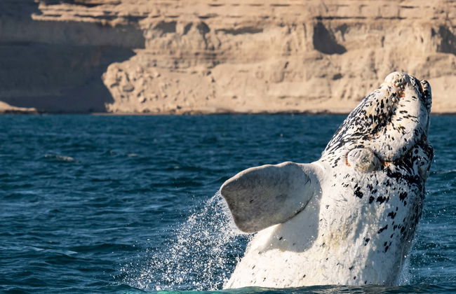 Escursione al Sud della Penisola di Valdés - Foto 1