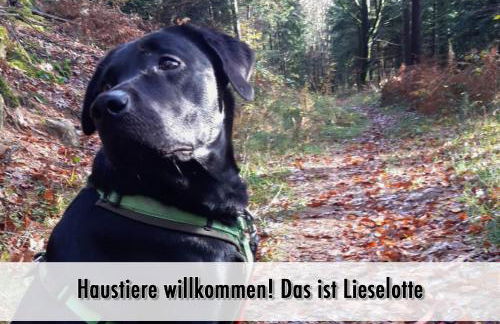 Schindelhäusle: sonniger Garten | Hunde erlaubt - Foto 6