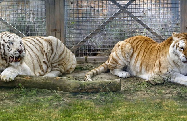 Casa rural La Bardena Blanca II - Foto 41
