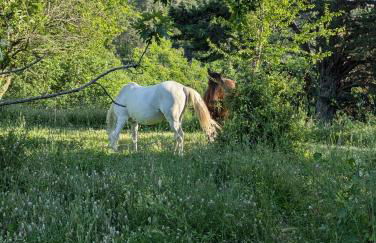 Podere le Muricce - Foto 39