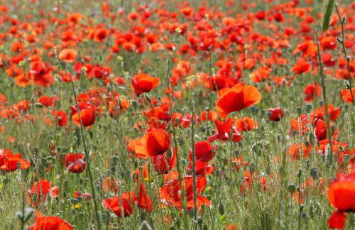 Marigoulis Home - Foto 29