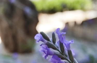 Insula Barataria - Foto 13