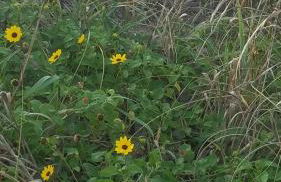 Ocean Village - Foto 35