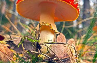 Zielony domek Drzewoszewo - Foto 27