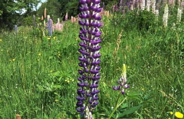 Gîte du Poirier - Foto 7