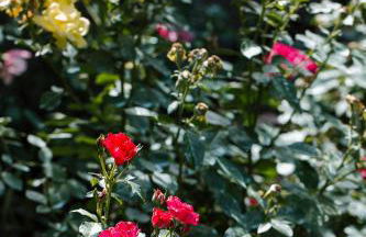 la casetta del tesoro - Foto 41