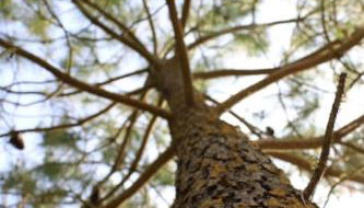 Vaimiti, cabane cosy sous les pins (50m de la plage) - Foto 5