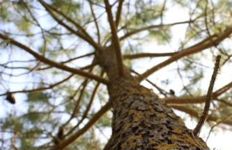 Vaimiti, cabane cosy sous les pins (50m de la plage) - Foto 5