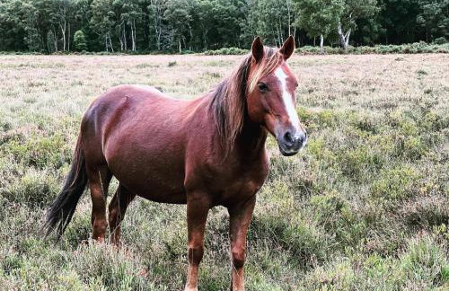 Vivian Lodge 2 Bedroom New Forest Holiday Home Hoburne Bashley - Foto 39