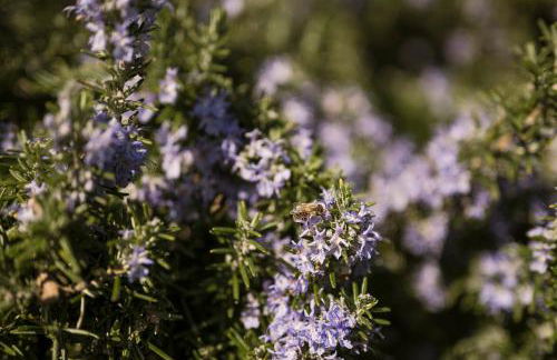 Residence Aqualis - Foto 66