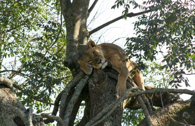 Safari de 5 días por Masái Mara, Lago Nakuru y Parque Nacional Aberdare - Foto 1
