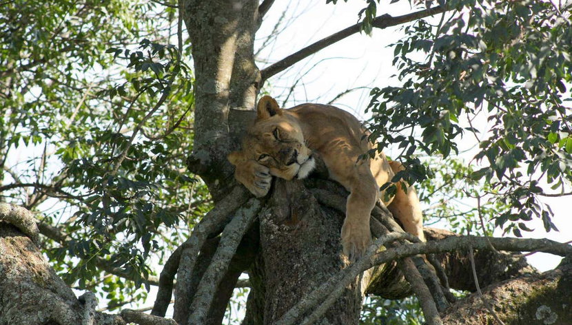 Safari de 5 días por Masái Mara, Lago Nakuru y Parque Nacional Aberdare - Foto 2, Un león descansando cerca del Lago Nakuru