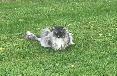 Appartamento in cascina -la cascinetta di Ali- - Foto 32