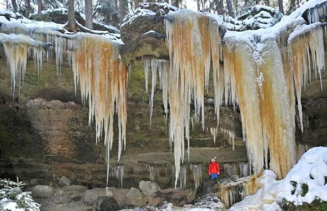 Forest Escape With Garden - Foto 30