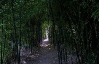 Bosque da Fantasia - Foto 17