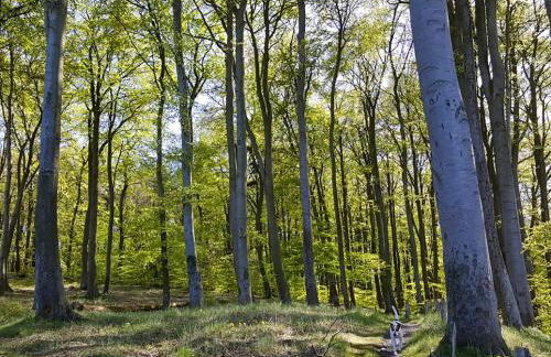 Ferienwohnung Balmer Wiesen - Foto 28