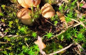 Domki RADAWA na Kliszówce - Foto 57