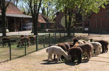 Ferienwohnung Bungenhof Alpacas - Foto 8