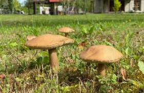 Anielski Zakątek - Foto 19