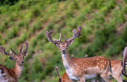 ZuHause im Freien - Photo 4