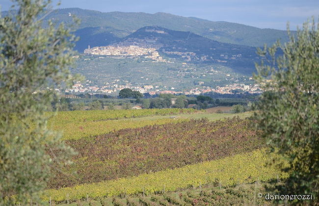 Resort Borgo Syrah - Foto 80