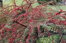 Szumią Dęby - Marcyporęba - Photo 42