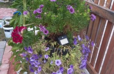 XxL Ana Biograd na Moru do 22 gosta - Foto 80