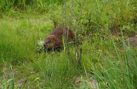 Ferienhaus Biber im Sternenpark - Foto 14
