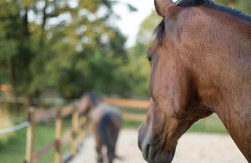 Ferienwohnung Schwalbennest - Foto 15