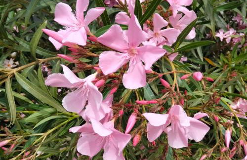 Finca Los Jacaros - Foto 14