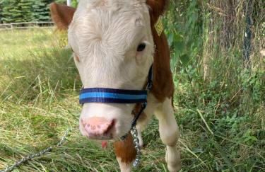 Stara Szkoła - Foto 29