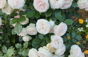 Sophienquelle Schweizermühle - Foto 33