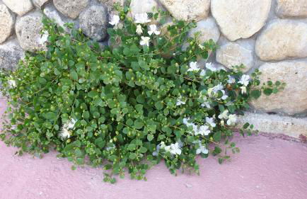 Agriturismo Duca Di San Martino - Foto 41