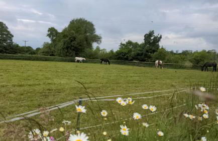 Cosy Owl - Shepherds Hut - Foto 50
