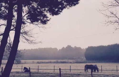 Studio "La Citrie" Terrasse, chevaux et nature - Foto 6