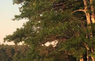 Hammock Haven Island Dome - Foto 14