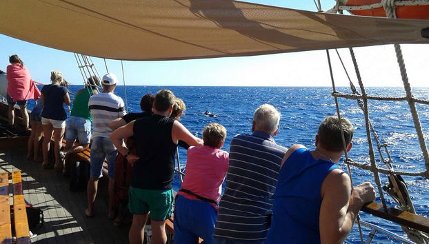 Admirez les cétacés qui nagent dans les eaux de Tenerife