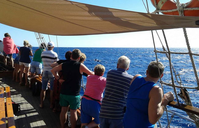 Schooner Whale Watching Cruise - Photo 4