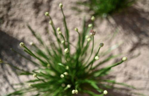 Helle Deel - Foto 38