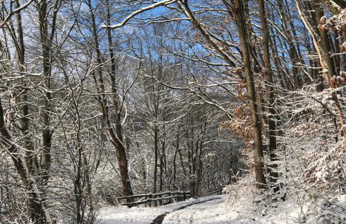 Ferienhaus Waldbaden im Nationalpark Eifel- am Bach - Foto 70