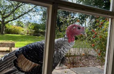 Boutique Countryside Studio with Farm Animals - Foto 17